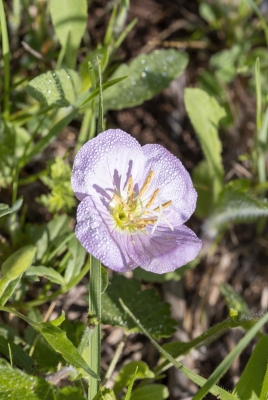 Primrose Spring 2024